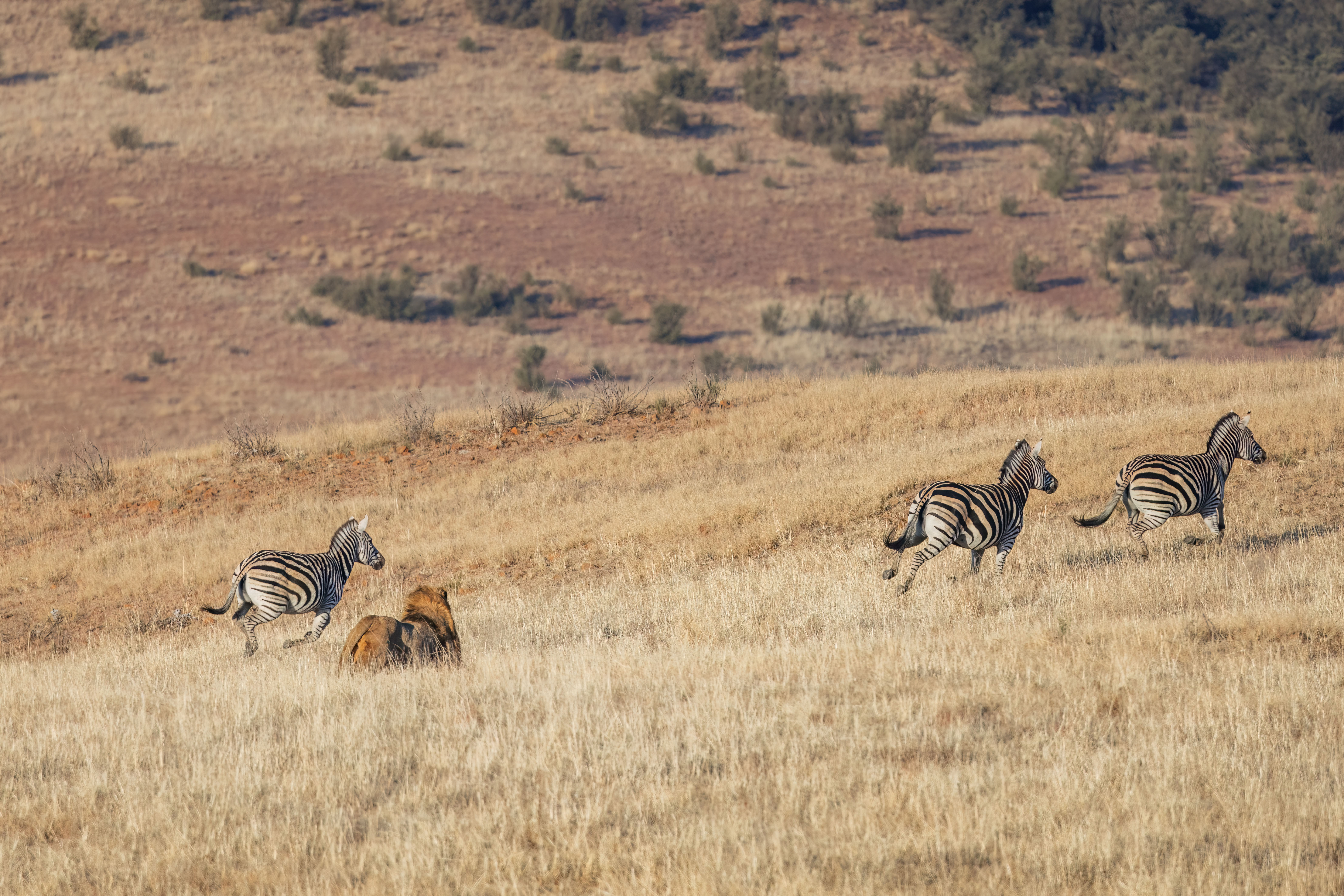 UK CaptiveBorn Lion Make Its First Kill In The Wild